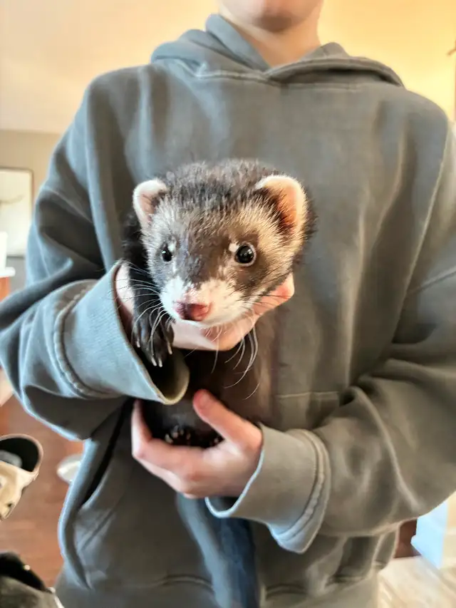 Furet mâle 3mois Carnet Santé - Photo 3