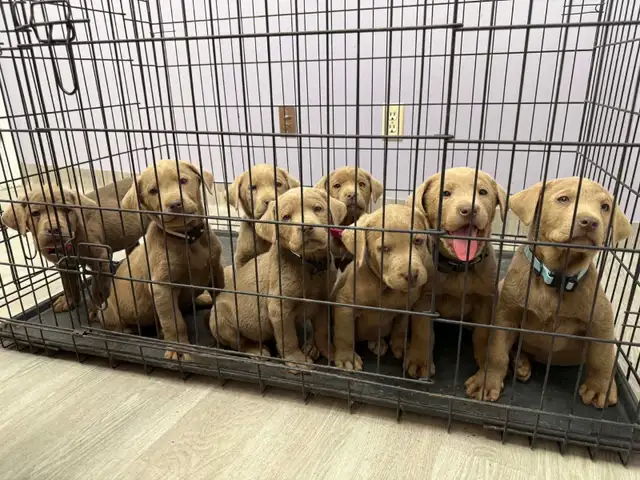 PUREBRED SILVER LABS