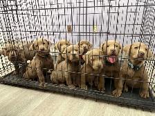 PUREBRED SILVER LABS