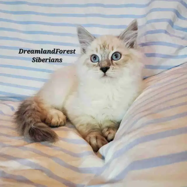 Hypoallergenic TICA Registered Siberian Kitten