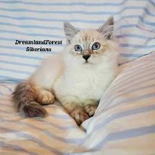 Hypoallergenic TICA Registered Siberian Kitten