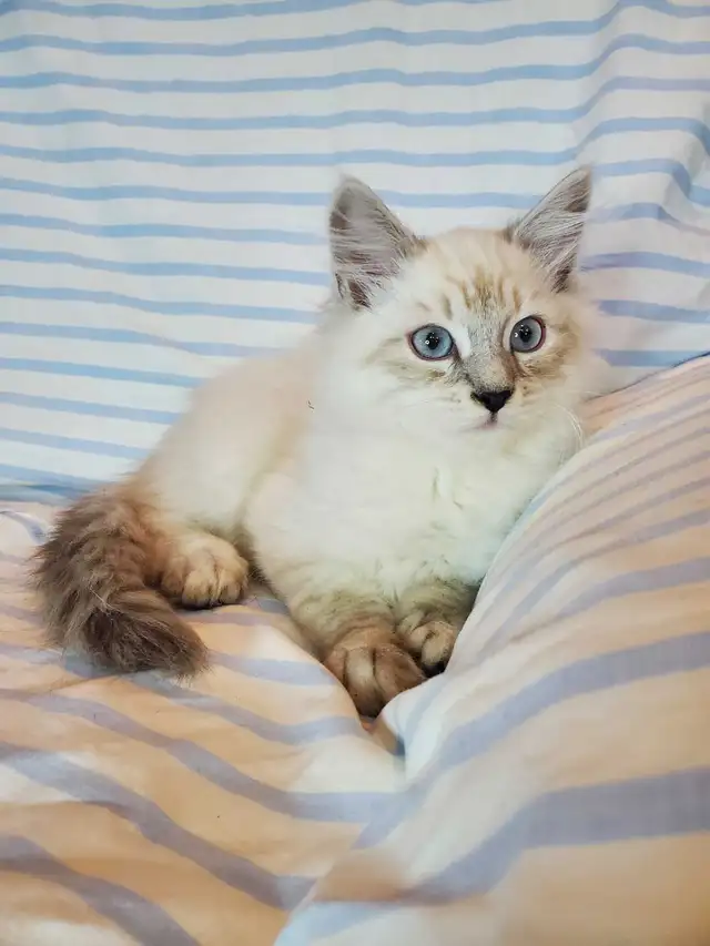 Hypoallergenic TICA Registered Siberian Kitten - Photo 2