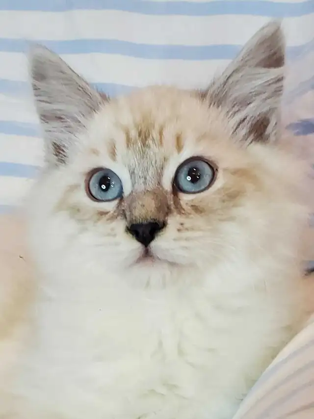 Hypoallergenic TICA Registered Siberian Kitten - Photo 3