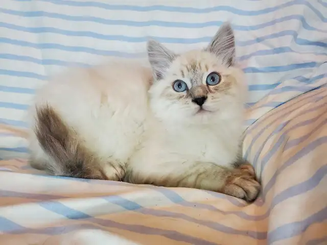 Hypoallergenic TICA Registered Siberian Kitten - Photo 8