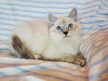 Hypoallergenic TICA Registered Siberian Kitten - Photo 8