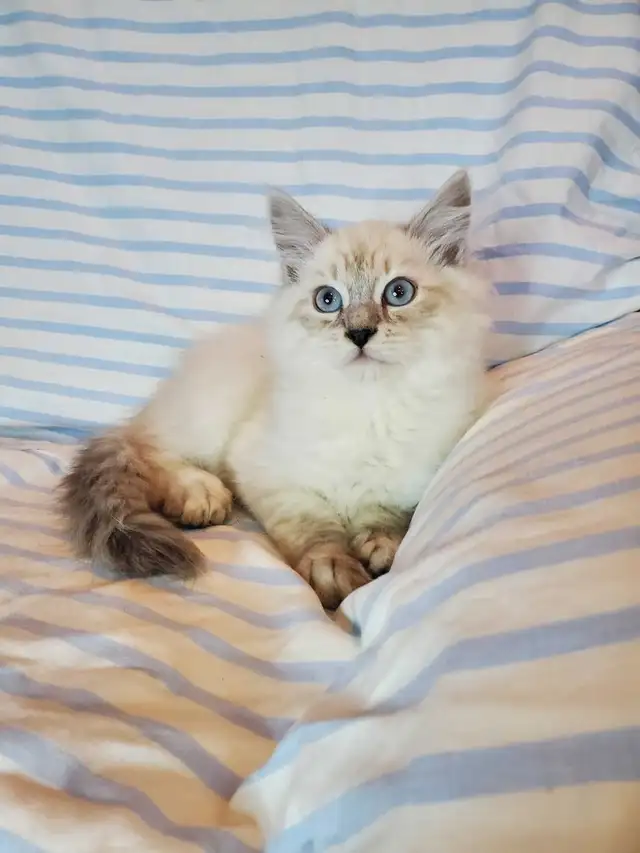 Hypoallergenic TICA Registered Siberian Kitten - Photo 9