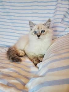Hypoallergenic TICA Registered Siberian Kitten - Photo 9