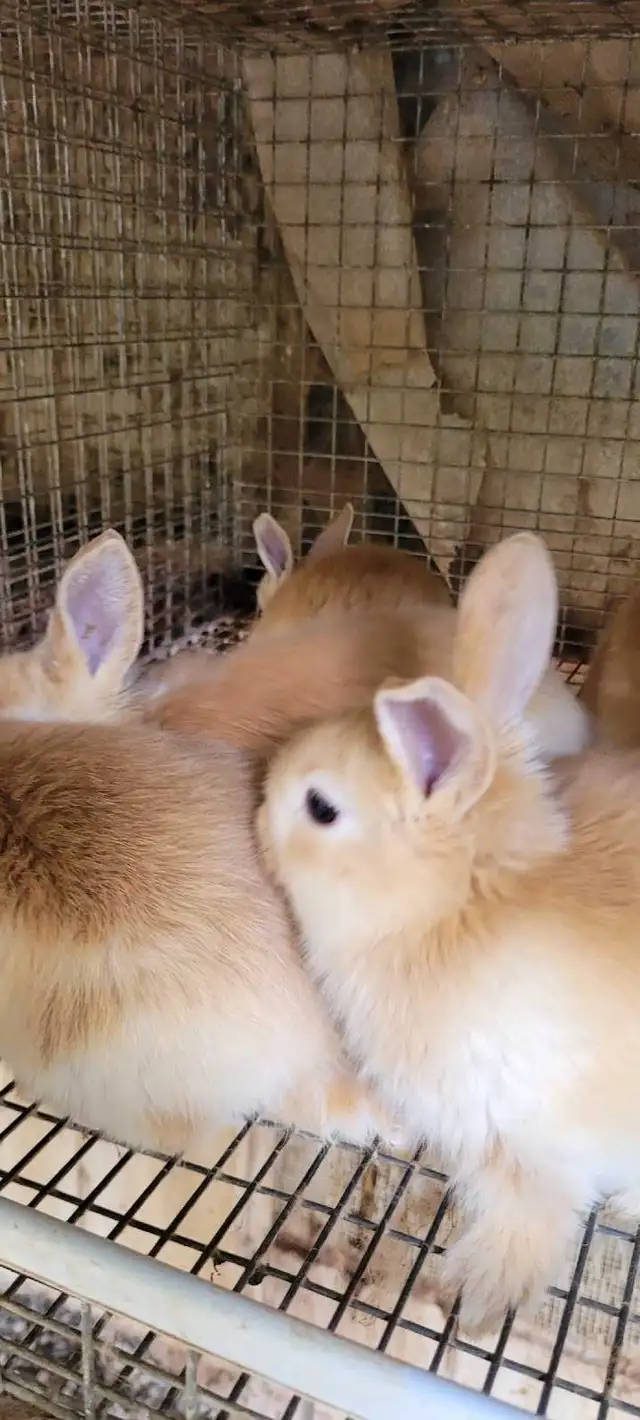 cream d'argent rabbits