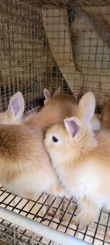 cream d'argent rabbits