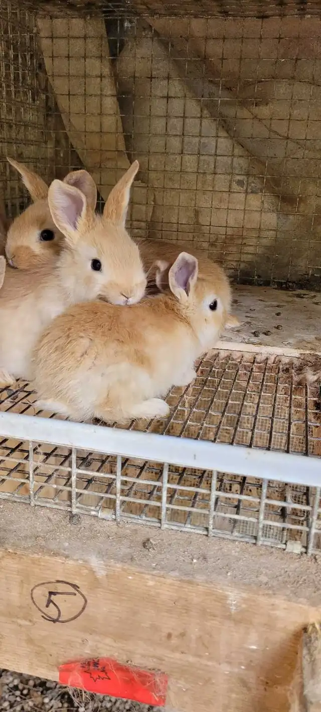 cream d'argent rabbits - Photo 2