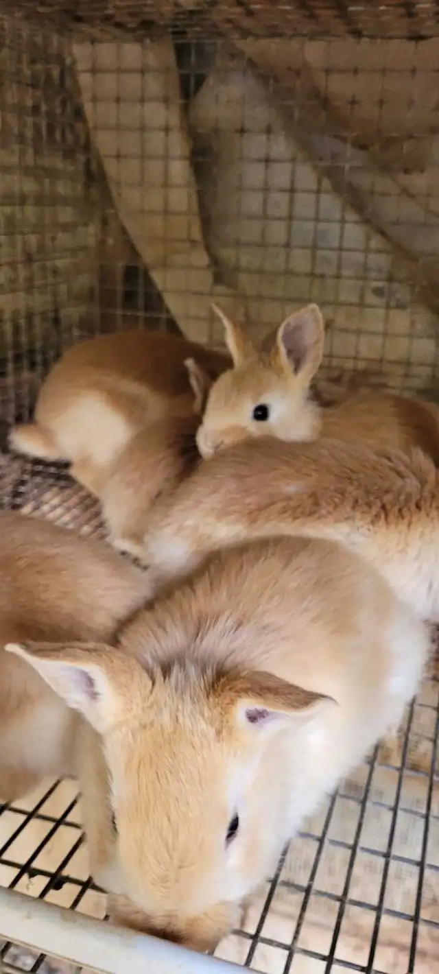 cream d'argent rabbits - Photo 3