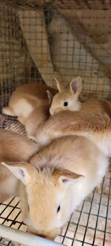 cream d'argent rabbits - Photo 3