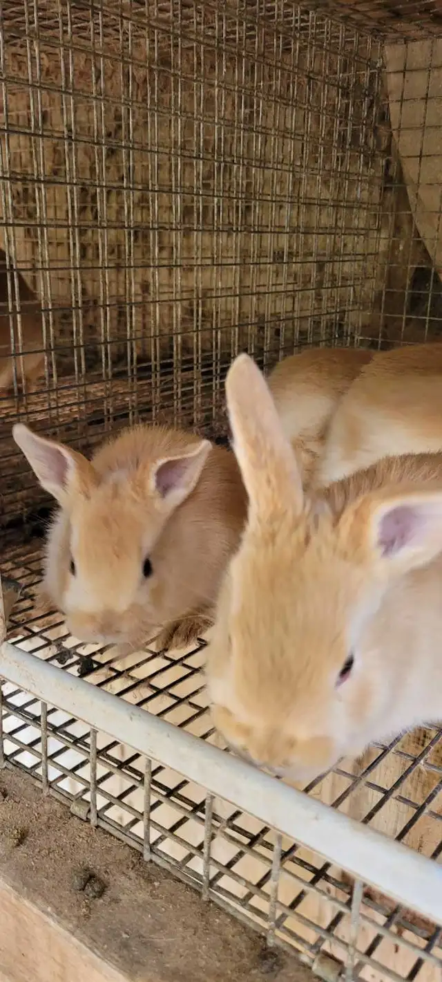 cream d'argent rabbits - Photo 4