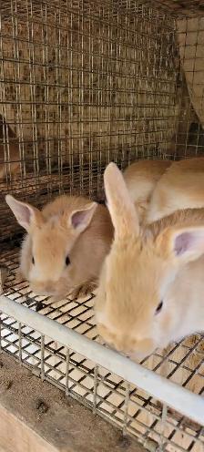 cream d'argent rabbits - Photo 4