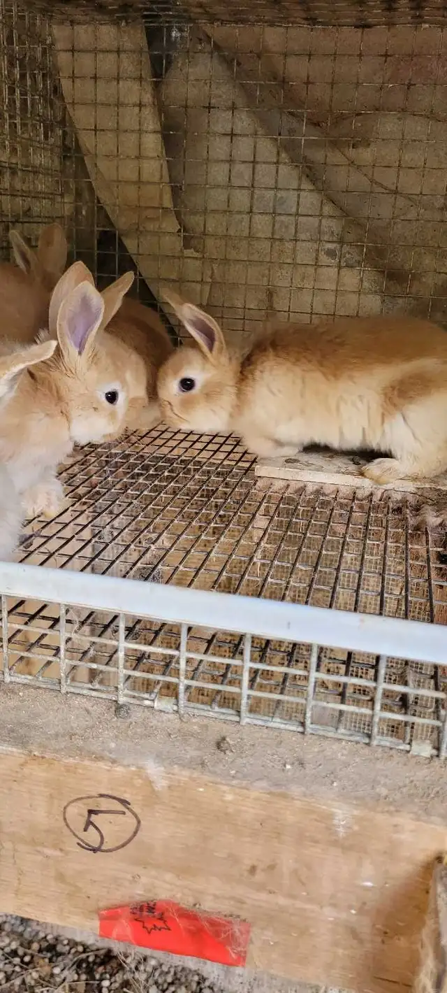 cream d'argent rabbits - Photo 5