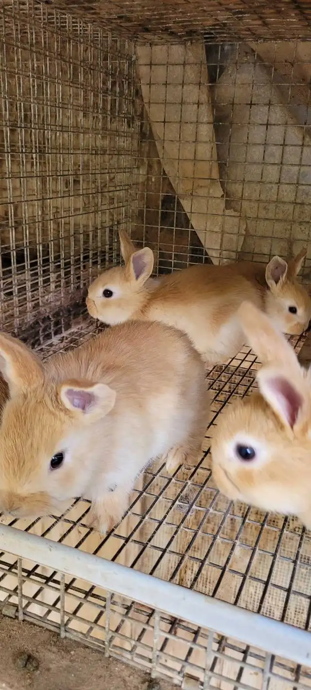 cream d'argent rabbits - Photo 6