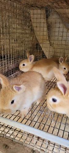 cream d'argent rabbits - Photo 6