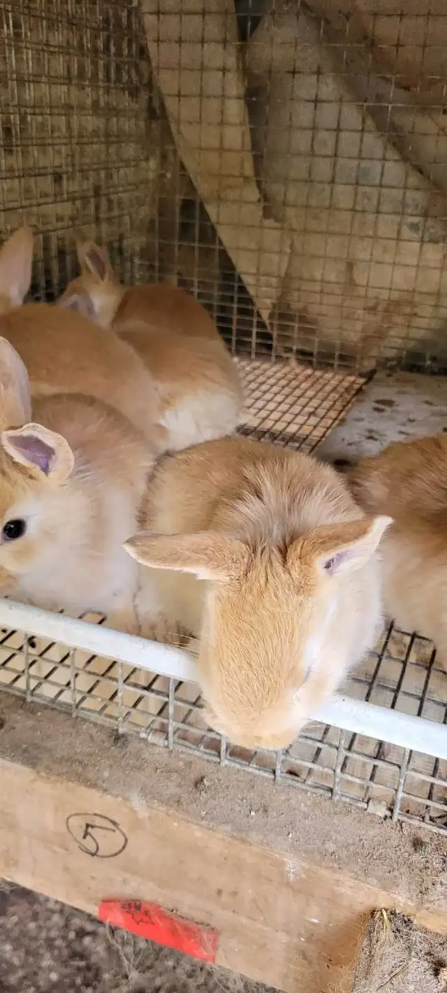 cream d'argent rabbits - Photo 7