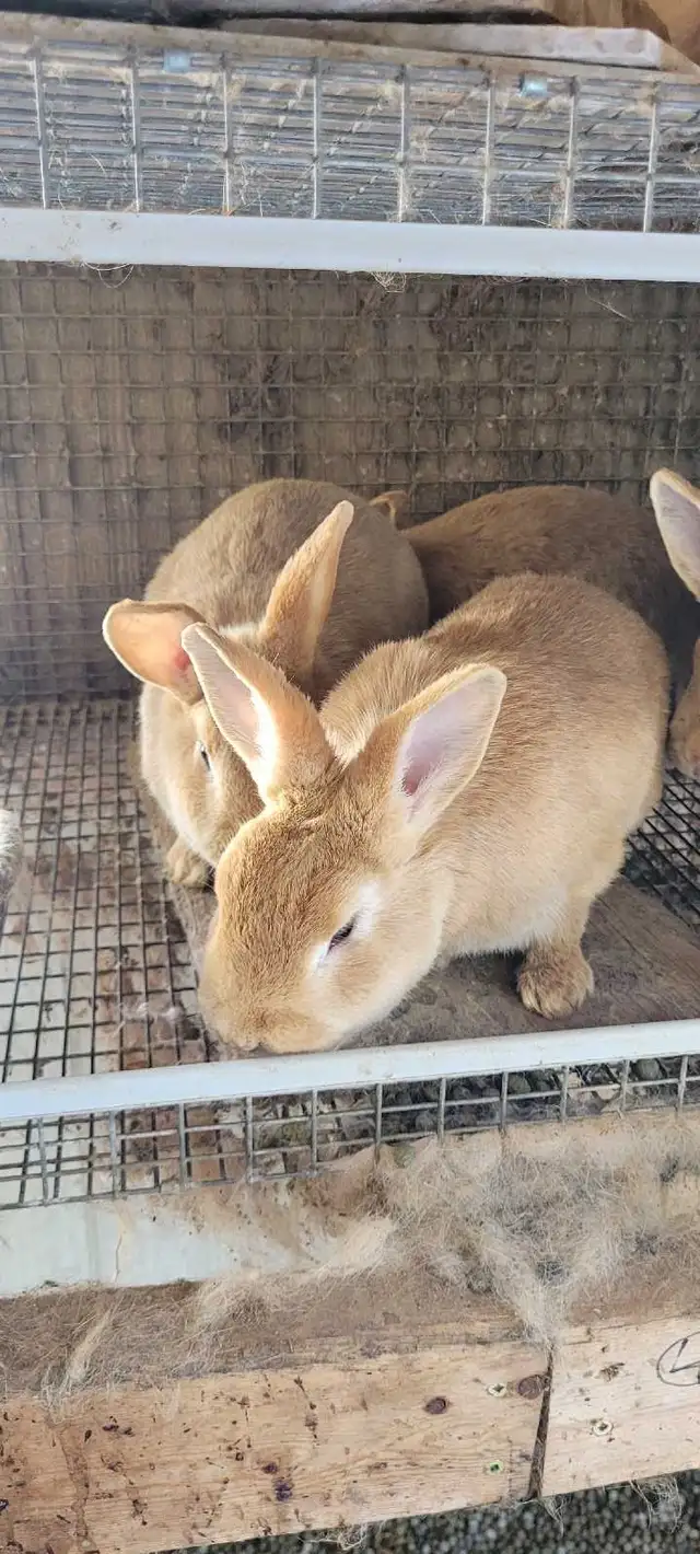 cream d'argent rabbits