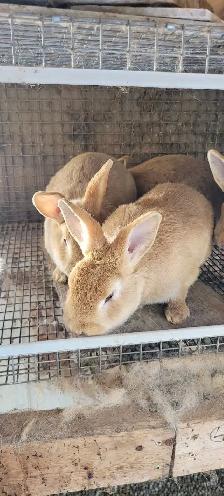 cream d'argent rabbits