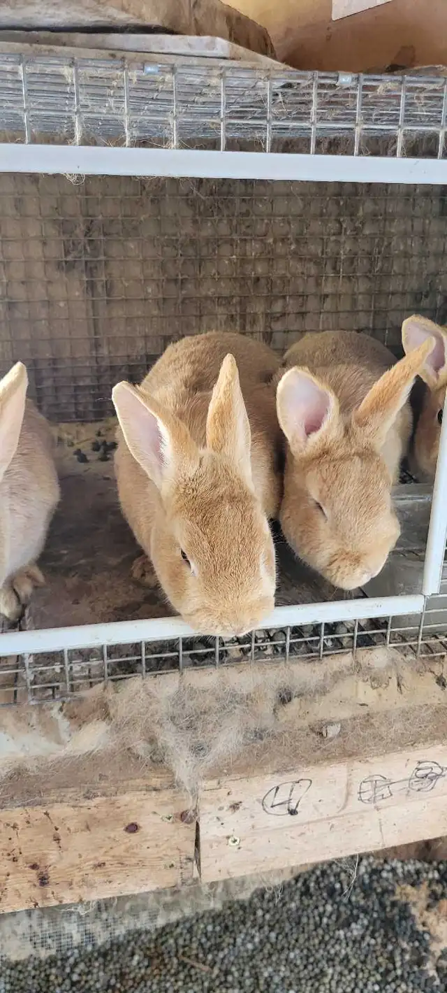 cream d'argent rabbits - Photo 2