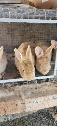 cream d'argent rabbits - Photo 2