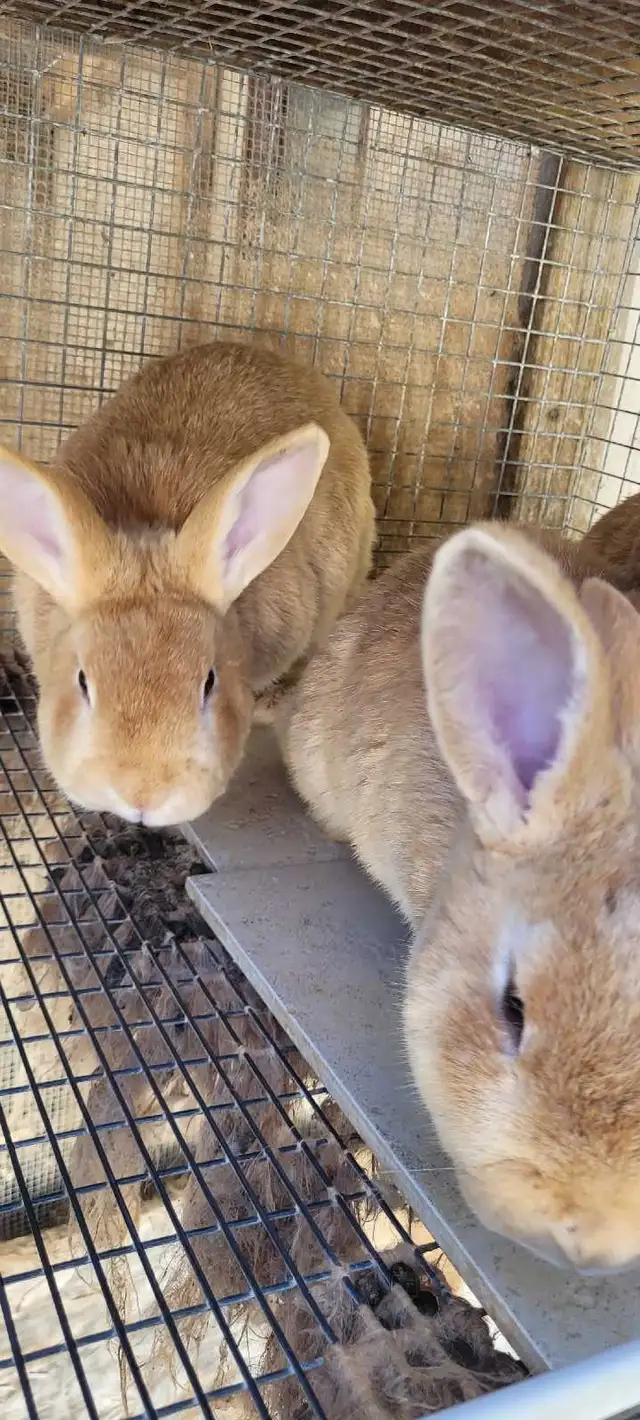 cream d'argent rabbits - Photo 3