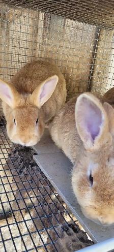 cream d'argent rabbits - Photo 3