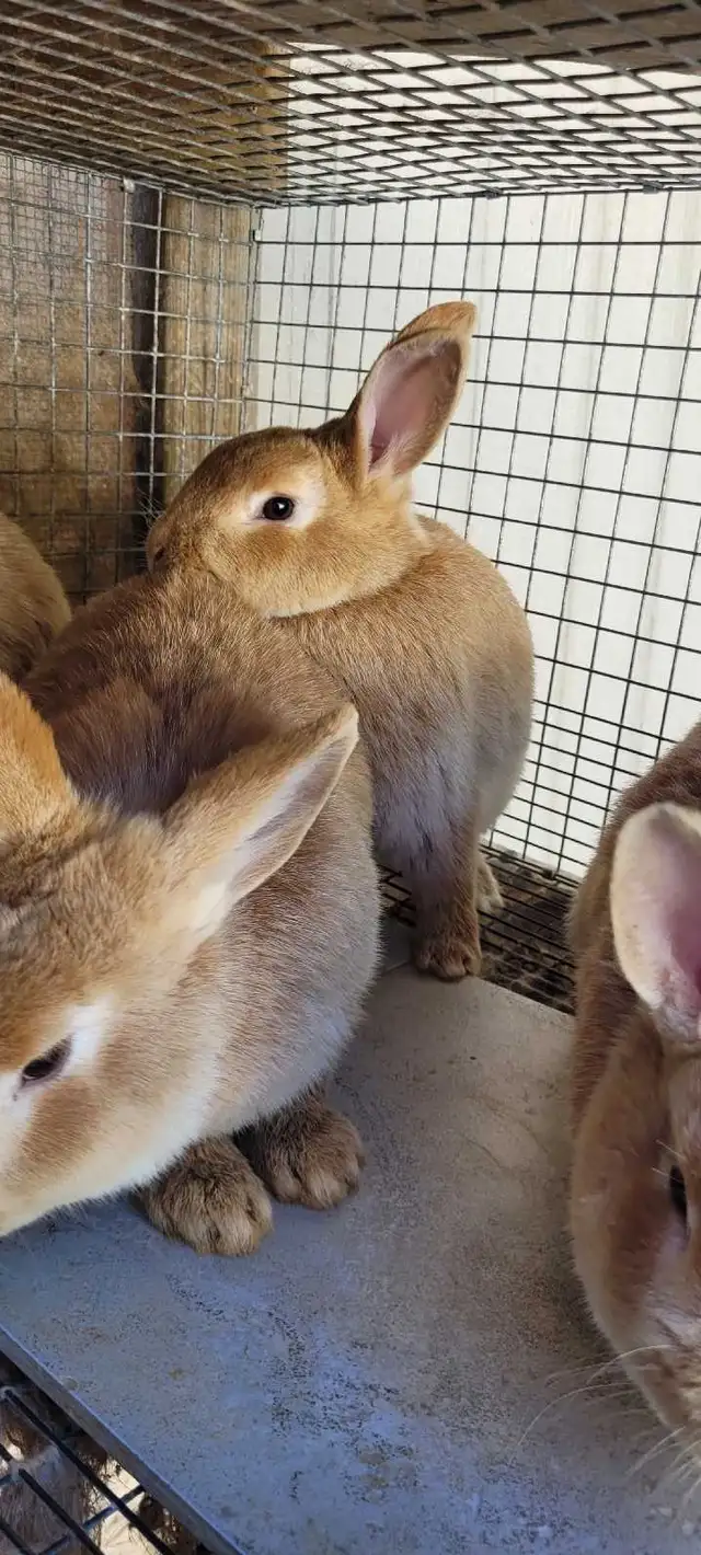 cream d'argent rabbits - Photo 4