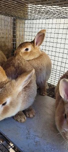 cream d'argent rabbits - Photo 4