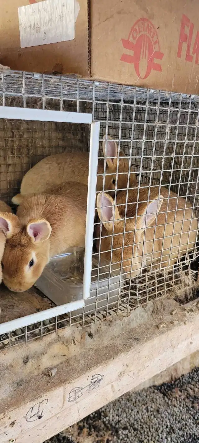 cream d'argent rabbits - Photo 5