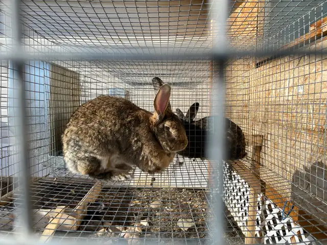 Silver Fox pair, Flemish Giant doe and cage