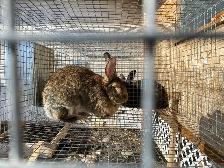 Silver Fox pair, Flemish Giant doe and cage