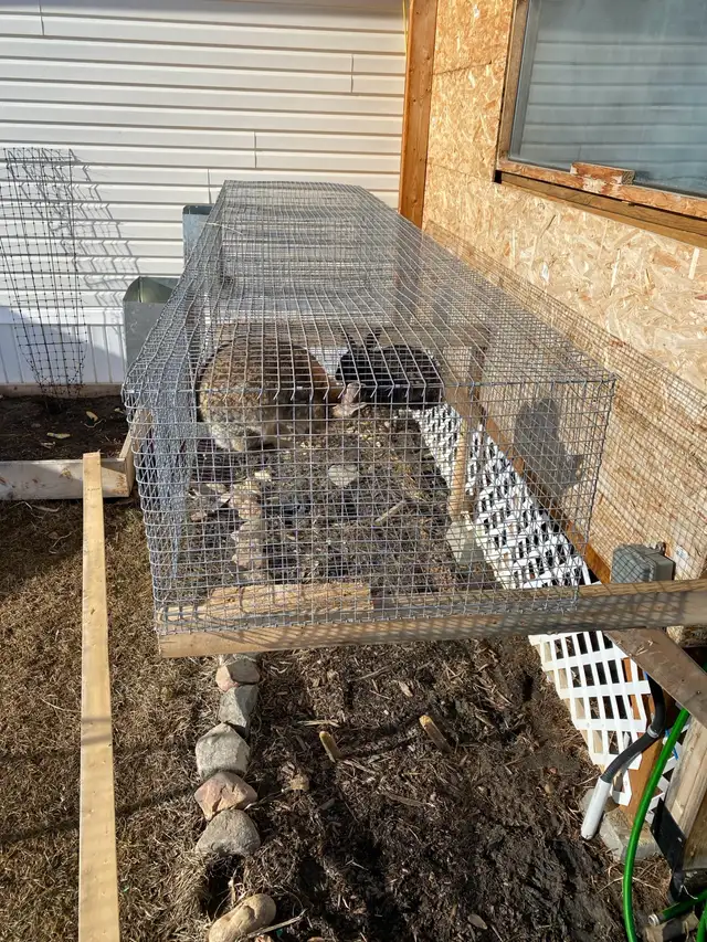 Silver Fox pair, Flemish Giant doe and cage - Photo 2