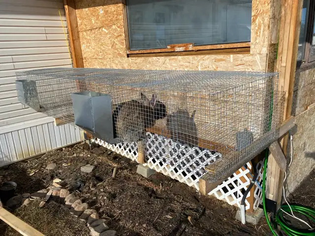 Silver Fox pair, Flemish Giant doe and cage - Photo 3