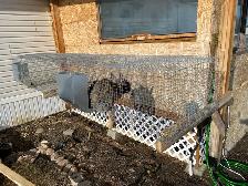 Silver Fox pair, Flemish Giant doe and cage - Photo 3