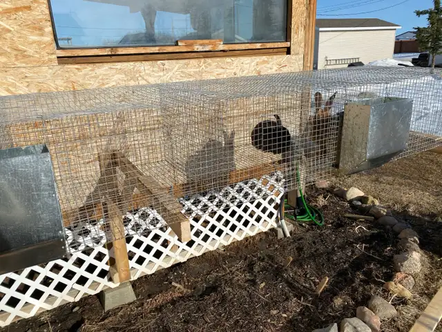 Silver Fox pair, Flemish Giant doe and cage - Photo 4