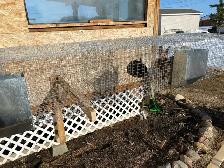Silver Fox pair, Flemish Giant doe and cage - Photo 4