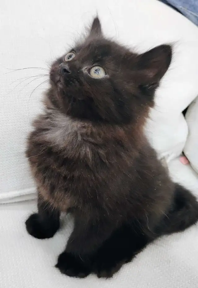 Chaton Sibérien hypoallergénique - Photo 4