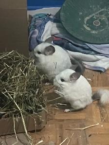 2 male chinchillas