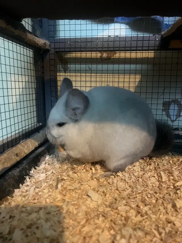 2 male chinchillas - Photo 2