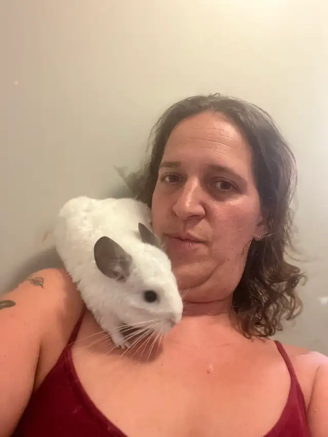 2 male chinchillas - Photo 3