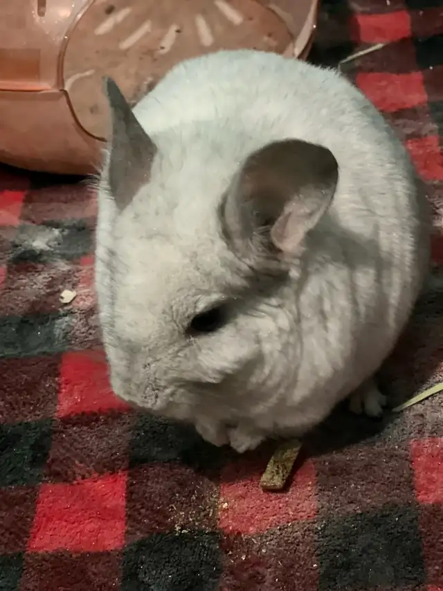 2 male chinchillas - Photo 4