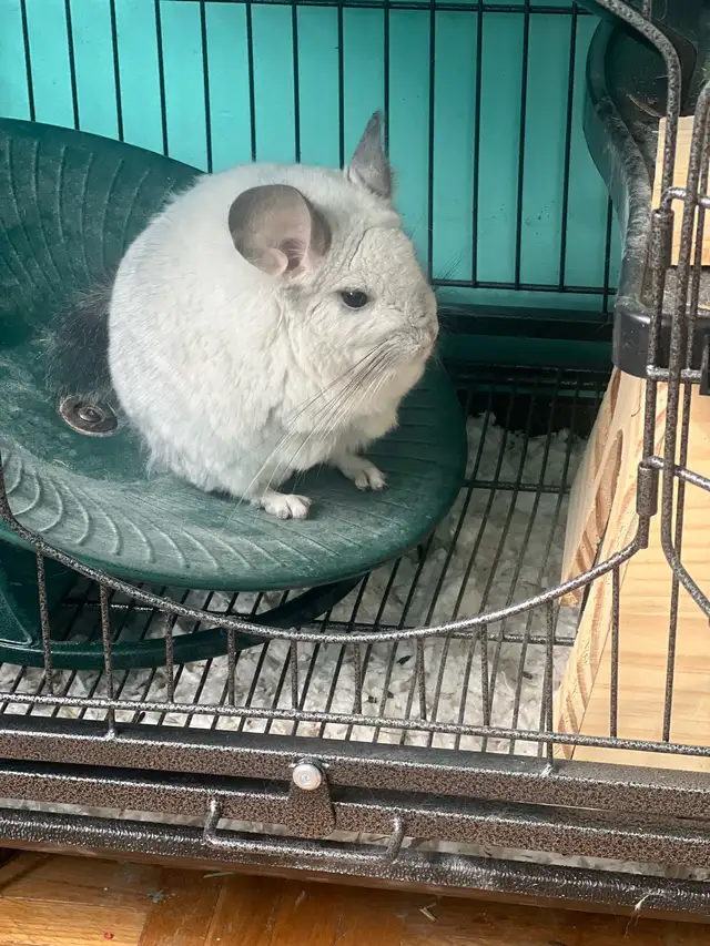 2 male chinchillas - Photo 5