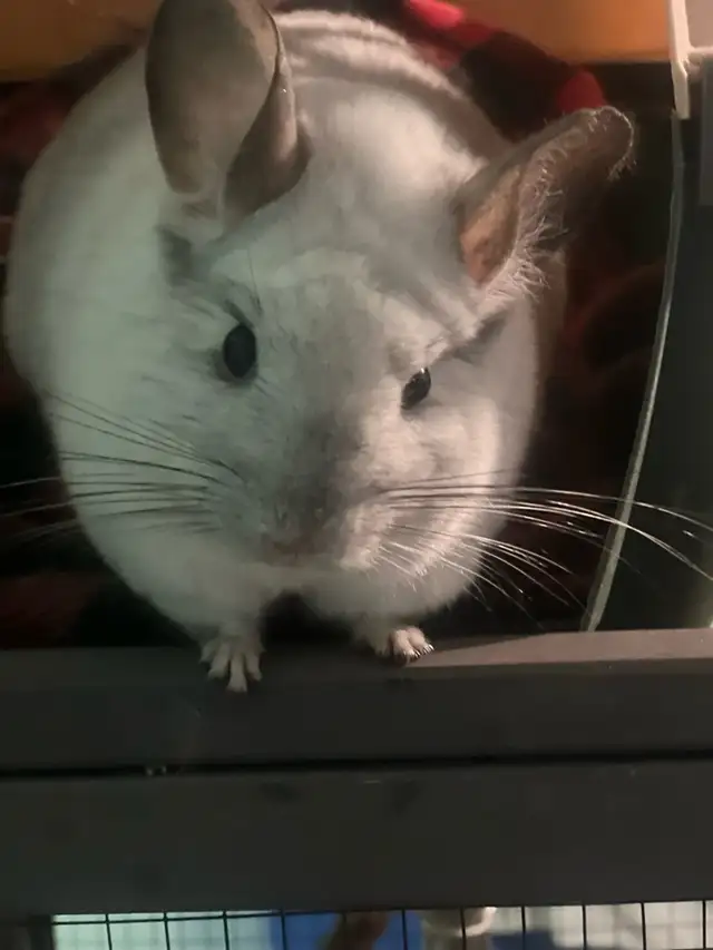 2 male chinchillas - Photo 6