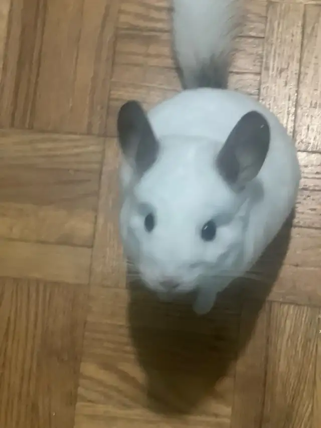 2 male chinchillas - Photo 7