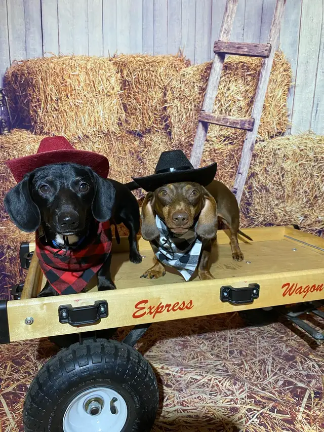 Dog Training and Trainers for Busy People - Photo 2