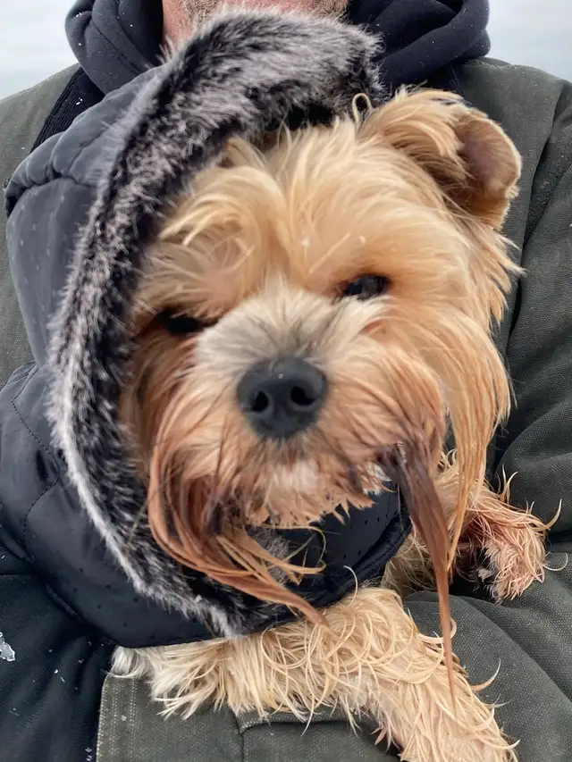 Dog Training and Trainers for Busy People - Photo 3