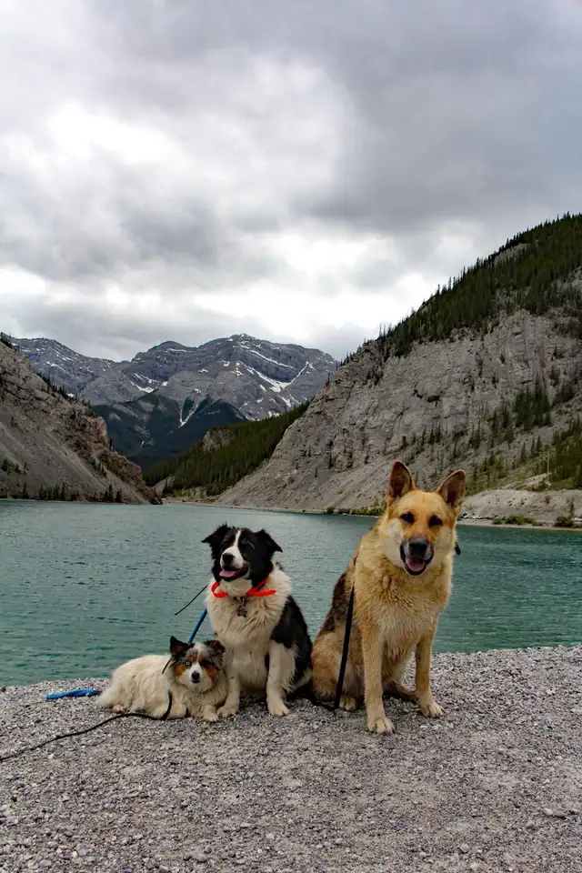 Dog Training and Trainers for Busy People - Photo 4