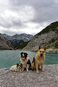 Dog Training and Trainers for Busy People - Photo 4